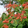 Dropmore Scarlet Honeysuckle Live Plant – Fragrant Vine – Attracts Hummingbirds – 7-14 Inch Starter - Image 1