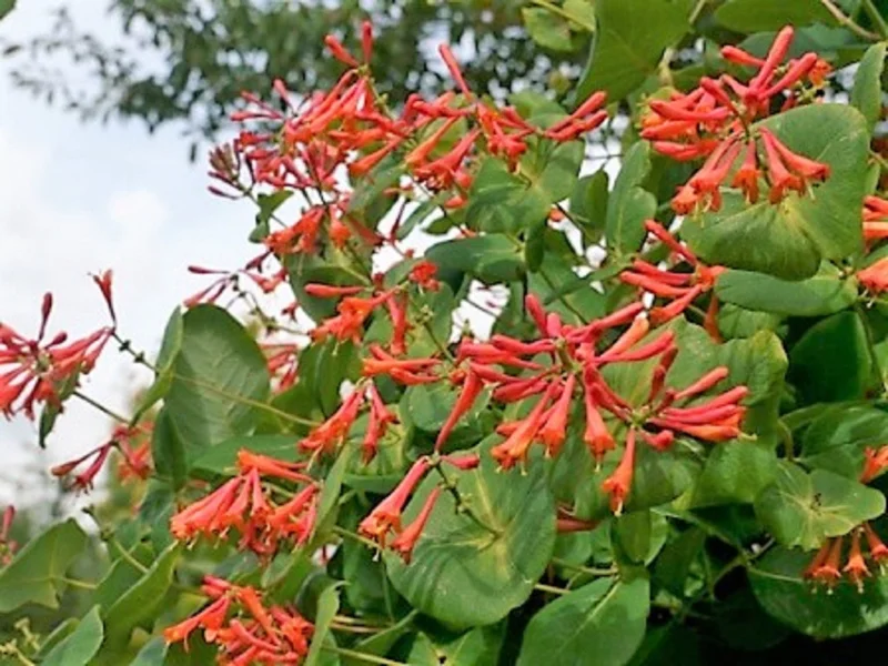 Dropmore Scarlet Honeysuckle Live Plant – Fragrant Vine – Attracts Hummingbirds – 7-14 Inch Starter - Image 1