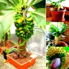Dwarf Banana Bonsai Seeds - Rare Banana Type, Fresh Seeds, Indoor/Outdoor - Image 1