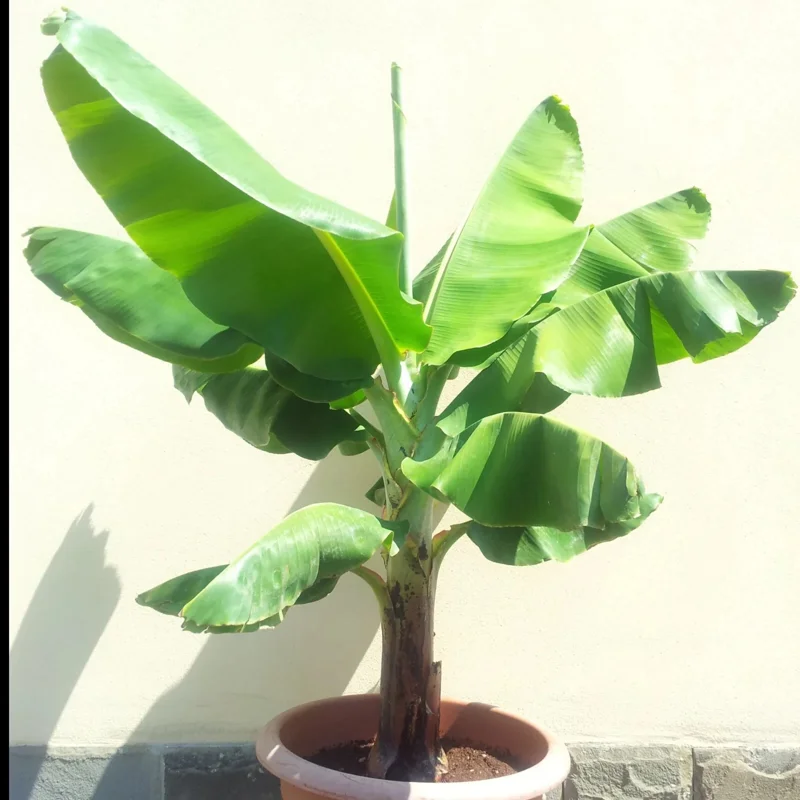 Dwarf Cavendish Banana Seeds - Musa 'Dwarf Cavendish' - 10 Seeds - Image 2