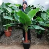 Dwarf Cavendish Banana Seeds - Musa 'Dwarf Cavendish' - 10 Seeds - Image 1