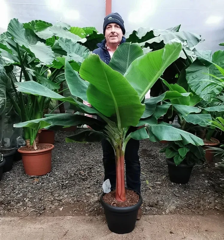 Dwarf Cavendish Banana Seeds - Musa 'Dwarf Cavendish' - 10 Seeds - Image 1
