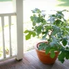 Dwarf Fignomenal Fig Live Plant - Starter Tree, 6-8 Inch Tall, Zone 7-9 - Image 1