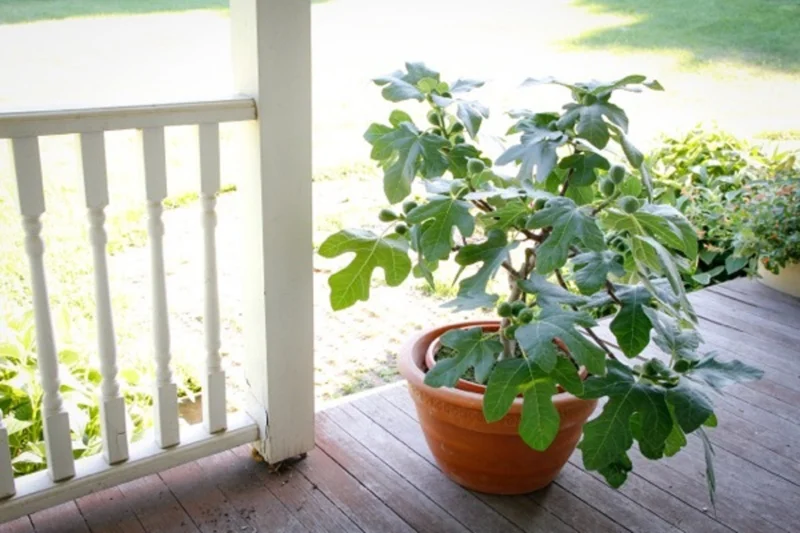 Dwarf Fignomenal Fig Live Plant - Starter Tree, 6-8 Inch Tall, Zone 7-9 - Image 1