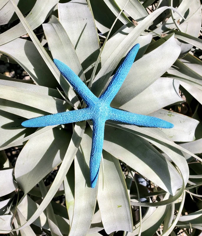 Dyed Blue Starfish Decor - Natural Ocean Beach Coastal Home Accent, 3-6 inches - Image 2