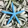 Dyed Blue Starfish Decor - Natural Ocean Beach Coastal Home Accent, 3-6 inches - Image 1