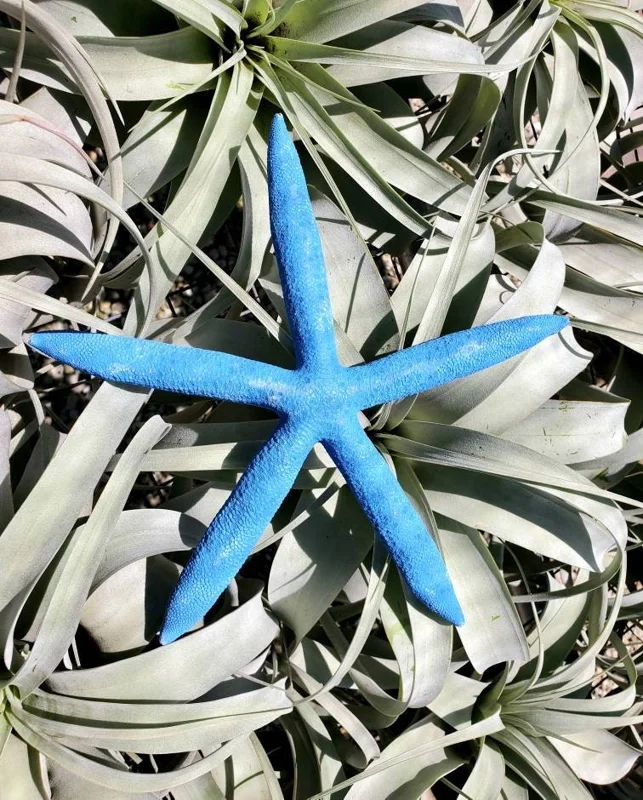 Dyed Blue Starfish Decor - Natural Ocean Beach Coastal Home Accent, 3-6 inches - Image 1