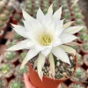 Easter Lily Cactus Live Plant - Echinopsis Oxygona - Flowering Cactus in 6 Inch Pot - Image 1