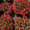 Echinacea 'ARTISAN RED OMBRE' Coneflower Live Plant - 2.5x3.5 inch Pot - Perennial - Image 1