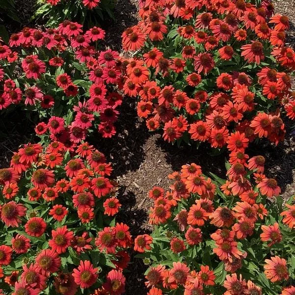 Echinacea 'ARTISAN RED OMBRE' Coneflower Live Plant - 2.5x3.5 inch Pot - Perennial - Image 1