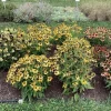 Echinacea 'Artisan Yellow Ombre' Coneflower Live Plant - Perennial, 2-3 ft Tall - Image 1
