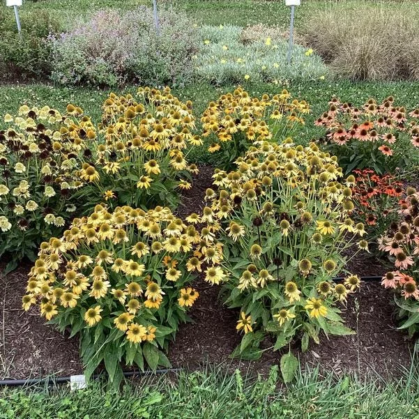 Echinacea 'Artisan Yellow Ombre' Coneflower Live Plant - Perennial, 2-3 ft Tall - Image 1