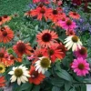 Echinacea 'Cheyenne Spirit' Coneflower Live Plant - Perennial, 2.5x3.5 inch Pot - Image 1