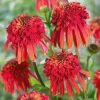 Echinacea Confections Hot Papaya Coneflower Live Plant - 2.25" Pot, Hardy Perennial - Image 1