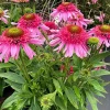 Echinacea 'Pink Double Delight' Coneflower Live Plant - Pink Double Flowers - 2.25" Pot - Outdoor Perennial - Image 1