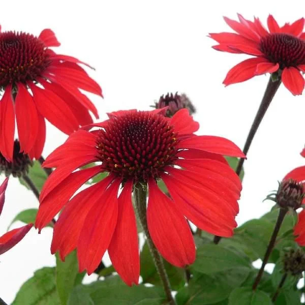 Echinacea Plant Starter: Live Perennial Coneflower for Pollinator Gardens - Image 3