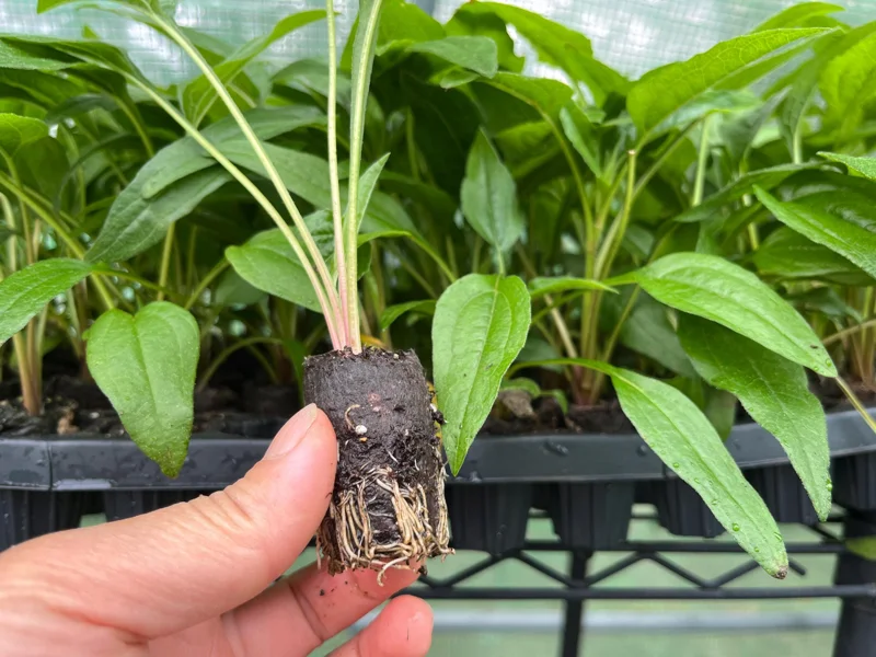 Echinacea Plant Starter: Live Perennial Coneflower for Pollinator Gardens - Image 4