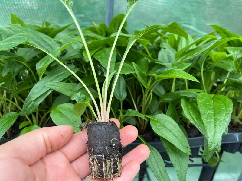 Echinacea Plant Starter: Live Perennial Coneflower for Pollinator Gardens - Image 5