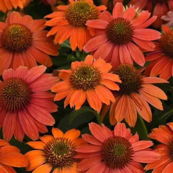 Echinacea Plant Starter: Live Perennial Coneflower for Pollinator Gardens - Image 6