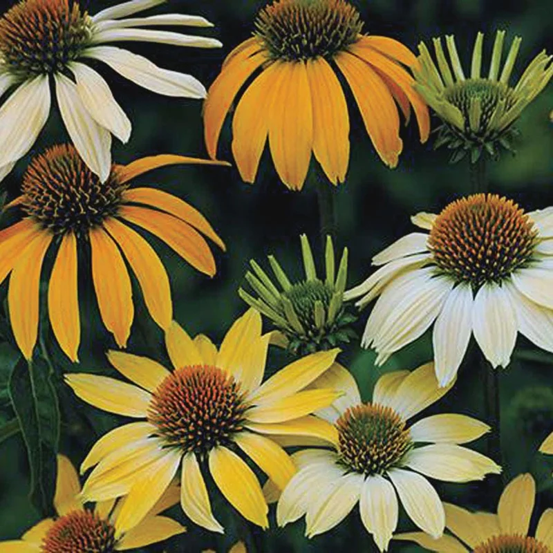 Echinacea Plant Starter: Live Perennial Coneflower for Pollinator Gardens - Image 7