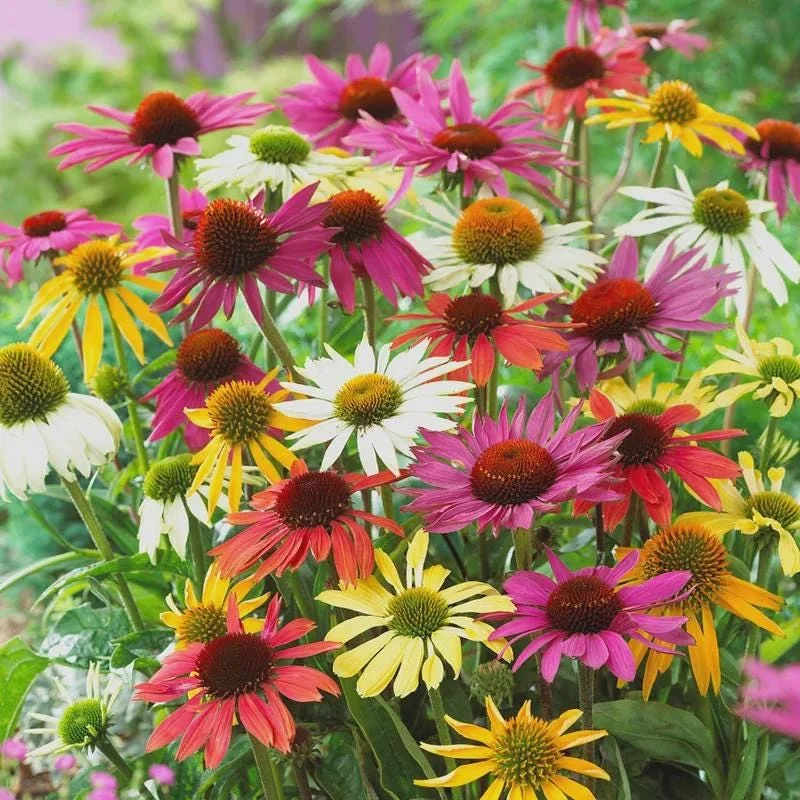 Echinacea Plant Starter: Live Perennial Coneflower for Pollinator Gardens - Image 1