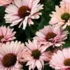 Echinacea SunSeekers Salmon Coneflower Live Plant - 2.5x3.5 Inch Pot - Image 1
