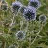Echinops Blue Glow Live Plant - Globe Thistle - Perennial for Pollinators - Image 1