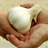 Elephant Garlic Clove 85g+ Organic USA Grown Large Jumbo Size for Planting or Eating - Image 1