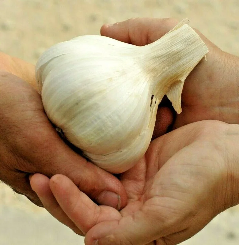Elephant Garlic Clove 85g+ Organic USA Grown Large Jumbo Size for Planting or Eating - Image 1