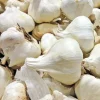 Elephant Garlic Seeds & Cloves - USA Grown, Organic, Large Jumbo Size - Image 1