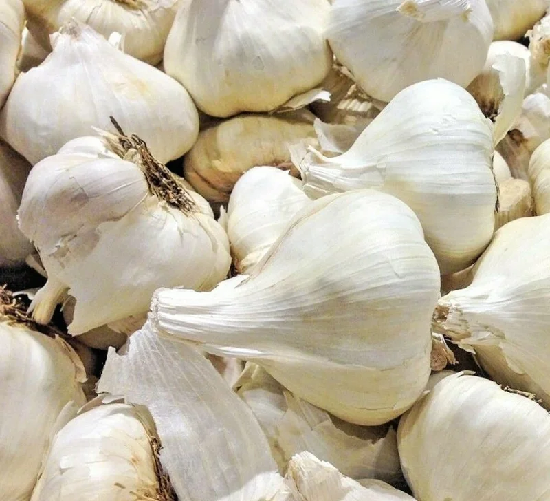 Elephant Garlic Seeds & Cloves - USA Grown, Organic, Large Jumbo Size - Image 1