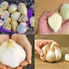 Elephant Garlic Seeds - Fresh Harvest, Healthy USA Seed, 50 Seeds - Image 1