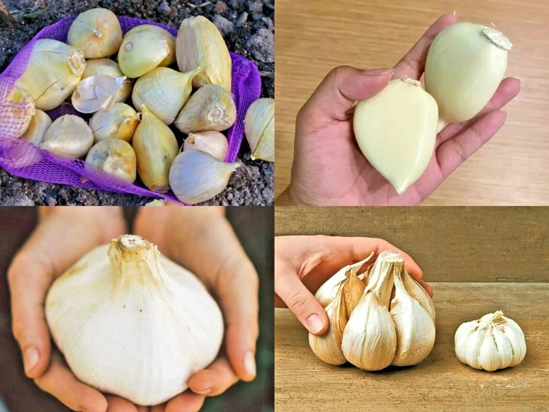 Elephant Garlic Seeds - Fresh Harvest, Healthy USA Seed, 50 Seeds - Image 1