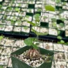 Elephant's Foot Plant - Rare Dioscorea Elephantipes Live Plant in 4" Pot - Image 1