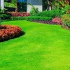 Emerald Zoysia Grass Seeds – 500 Count – Premium Lawn Turf – Drought & Heat Tolerant - Image 1