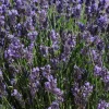 English Lavender Super Blue Live Plant – Culinary Herb 4 inch Pot – Outdoor - Image 1