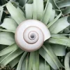 Ethically Sourced Sea Snail Shell - Natural Ocean Decor & Craft Item 2-3 Inches - Image 1