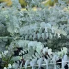 Eucalyptus Cinerea Silver Dollar Tree Live Plant - Healthy Starter Plug - Image 1