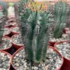 Euphorbia Horrida Boiss Live Succulent Plant in 4 Inch Pot - Indoor/Outdoor - Image 1