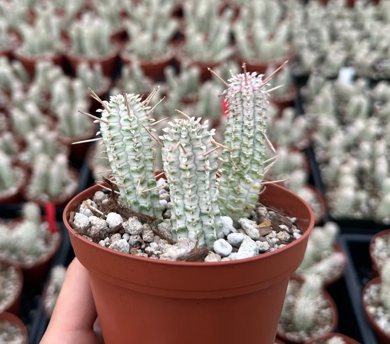 Euphorbia Mammillaris Variegated Succulent Live Plant - Indian Corn Cob Pink Plant in 2" or 4" Pot - Image 2