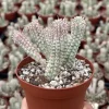 Euphorbia Mammillaris Variegated Succulent Live Plant - Indian Corn Cob Pink Plant in 2" or 4" Pot - Image 1