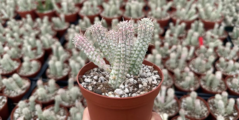 Euphorbia Mammillaris Variegated Succulent Live Plant - Indian Corn Cob Pink Plant in 2" or 4" Pot - Image 1