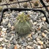 Euphorbia Obesa Hybrid Baseball Plant - Rare Live Succulent in 3" pot - Image 1