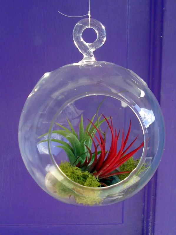 Fairy Air Plant Terrarium Kit with 2 Iona Air Plants – 4.5" Hanging Glass Orb - Image 2