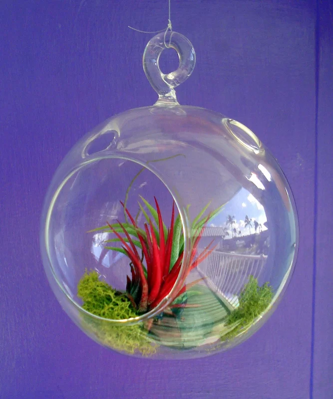 Fairy Air Plant Terrarium Kit with 2 Iona Air Plants – 4.5" Hanging Glass Orb - Image 3