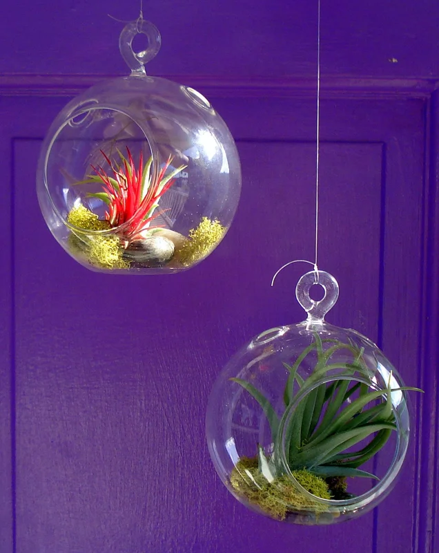 Fairy Air Plant Terrarium Kit with 2 Iona Air Plants – 4.5" Hanging Glass Orb - Image 4