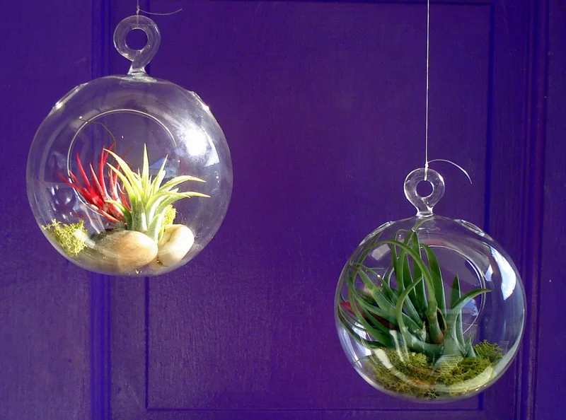 Fairy Air Plant Terrarium Kit with 2 Iona Air Plants – 4.5" Hanging Glass Orb - Image 5