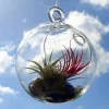 Fairy Air Plant Terrarium Kit with 2 Iona Air Plants – 4.5" Hanging Glass Orb - Image 1