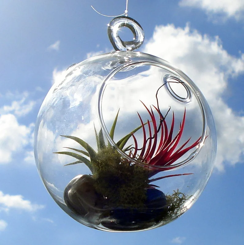 Fairy Air Plant Terrarium Kit with 2 Iona Air Plants – 4.5" Hanging Glass Orb - Image 1