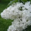 Fiala Remembrance Lilac Live Plant - 6-8 Inch Starter Shrub, Fragrant White Flowers - Image 1
